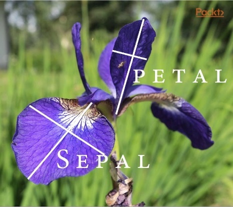 Karakteristik bunga iris
